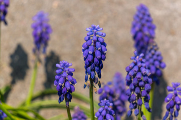 Muscari flowerbed
