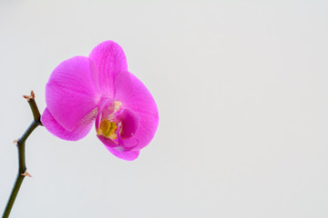 Fototapeta na wymiar Orchidee-Orchid isoliert auf weissem textfreiem Hintergrund