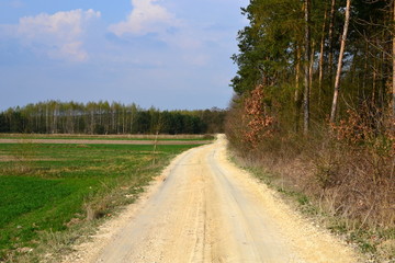 Fototapeta na wymiar droga wzdłuż lasu
