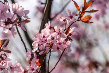Fototapeta premium Spring blooming plum sakura