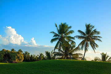 Landscape with palm trees