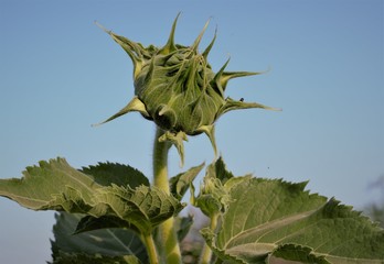 The sunflower (Helianthus annuus) is an annual plant in the family Asteraceae, with a large flower head (capitulum). 