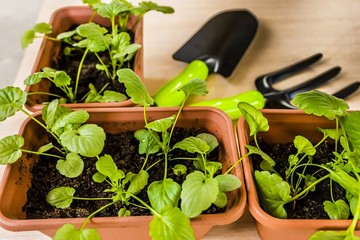 spring training of young plants for the summer period