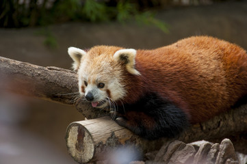 Fototapeta premium Red panda on a branch