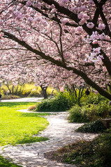Path in the shadow of sakura trees