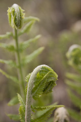 Wild fern frond unfurling in the spring season.