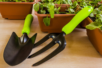 spring training of young plants for the summer period
