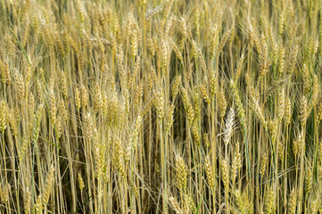 Wheat field