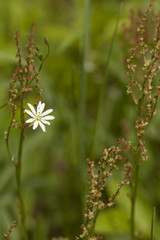 Stitchwort flower in full bloom