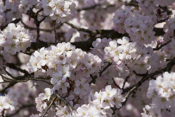 Bloomage of a Japanese flowering cherry