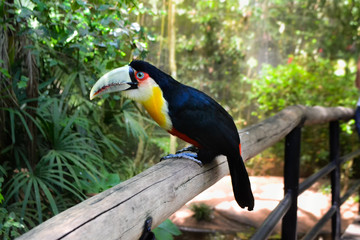 colorfull bird tucan