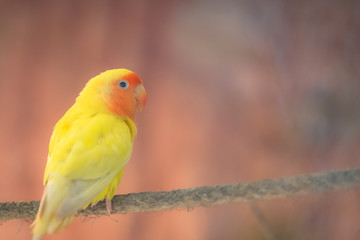Parrot