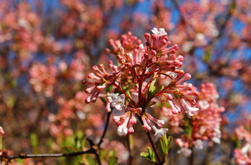 Flower tree