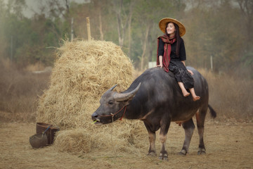 Asian Laos women lifestyle in Countryside Thai Esan enjoy with a buffalo in cornfield  In Thai Esan...