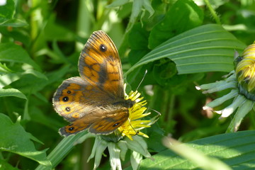 Obraz premium Farfalla arancione appoggiata su fiore giallo