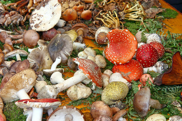 Lot off mushroom's