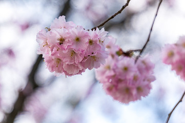 Blooming cherry