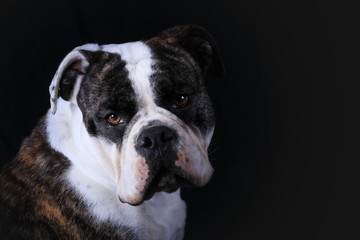 Portrait Continental Bulldog (Studio)