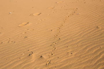 Fototapeta na wymiar Dog print on sand
