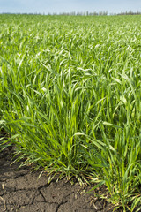 young wheat shoots in spring, sprouts
