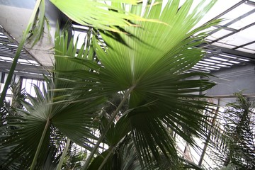 Fototapeta premium Palm leaves. Botanical garden. Most Beautiful Botanical Gardens. Historical gardens. Botanical tour. 