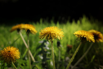 Yellow dandelion in green grass