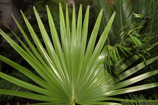 Palm leaves. Botanical garden. Most Beautiful Botanical Gardens. Historical gardens. Botanical tour. 