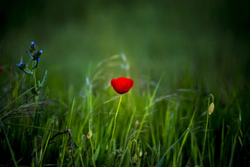 amapolas roja con fondo verde