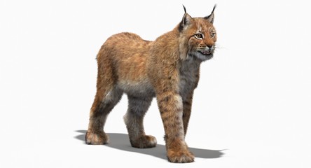 Eurasian Lynx (3d) © ANDRANIK
