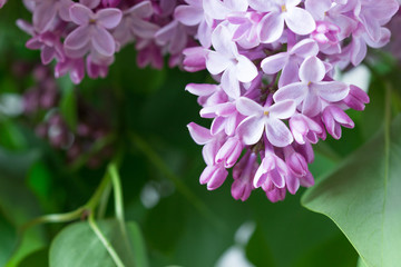 Obraz premium Blooming lilac.