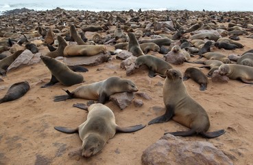 Colony of fur seals
Fur seal at cape cross skeleton coast namibia