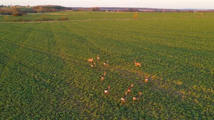 Papier Peint photo Cerf Aerial view of herd of deer in sunset. Beautiful wildlife scenery of roe deer from above. Drone using to overview number of many deer pieces.