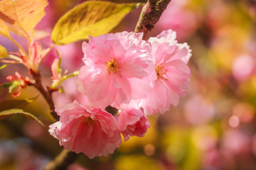 Close-up of Cherry Blossom or Sakura flower in springtime. Beautiful Pink Flowers. Selective focus and blurred background.