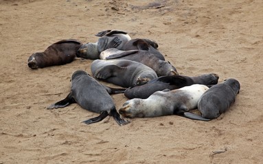 Colony of fur seals
Fur seal at cape cross skeleton coast namibia