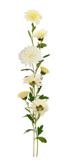 White chrysanthemum flowers and buds line arrangement