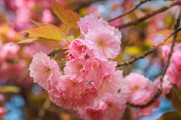Close-up of Cherry Blossom or Sakura flower in springtime. Beautiful Pink Flowers. Selective focus and blurred background.