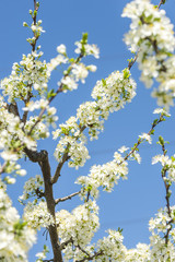 flowering branches of apple trees