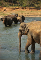 Elefantenfamilie im Fluss