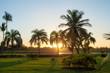 Fototapeta na wymiar Landscape with palm trees