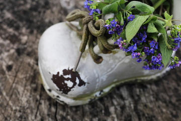 Vergissmeinicht im Schn&uuml;rschuh