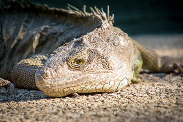 Leguan am Wegesrand