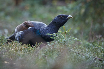 Very rare wild capercaillie in the nature habitat in european woodland/european nature/czech republic wildlife/great birding story/young male/very rare sightings during mating time 