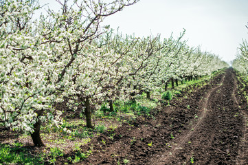 Fototapeta na wymiar flowering in apple orchard
