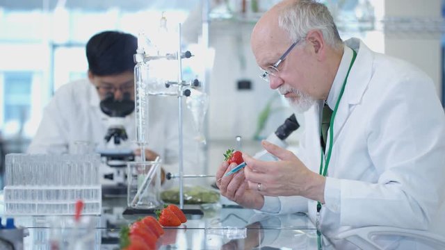  Food science researchers working in laboratory, 1 man injecting chemicals into strawberries. 
