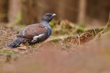 Very rare wild capercaillie in the nature habitat in european woodland/european nature/czech republic wildlife/great birding story/young male/very rare sightings during mating time 