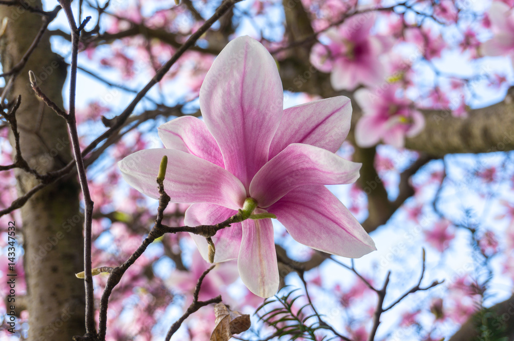 Wall mural pink magnolia flower