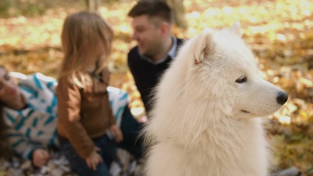 Close up video of white samoyed dog with family on blur background in the park