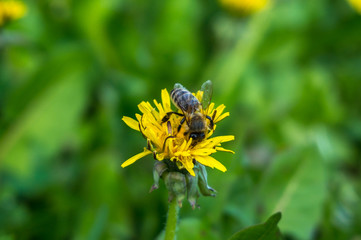 Bee on dandelion