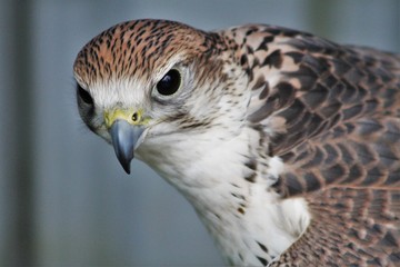 Saker Falcon