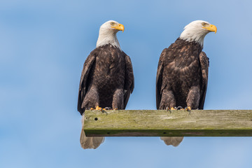 Pair of adult bald eagles standing on a cross beam of a wooden telephone pole against a blue sky watching their territory 